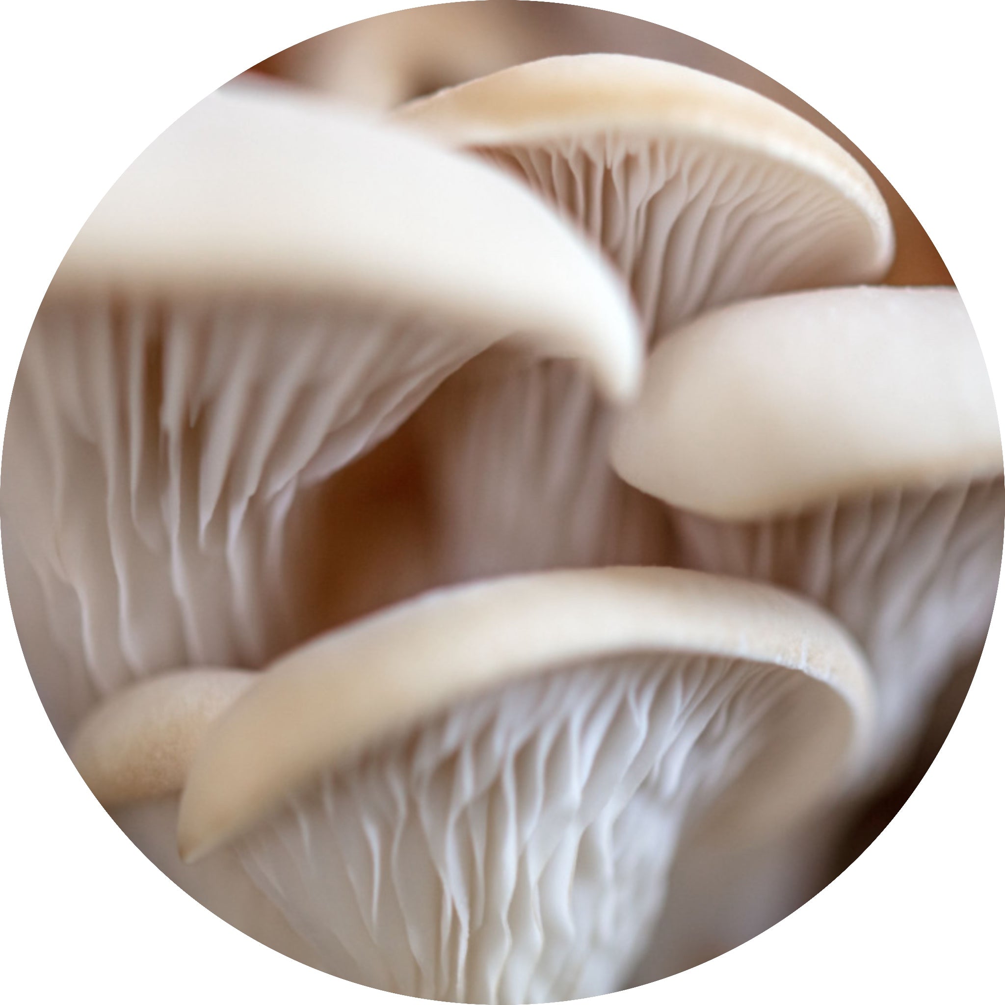 elm oyster mushroom